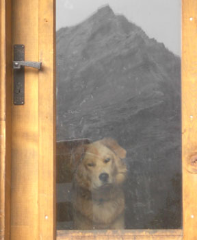 Hund hinter Glastüre